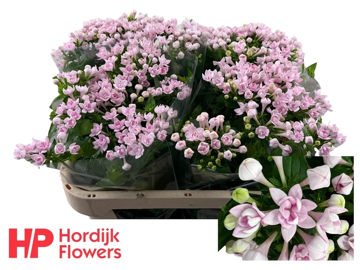 <h4>BOU DU PRINCIE IMP</h4>