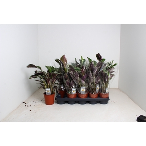 Calathea Fusion White 12Ø 40cm