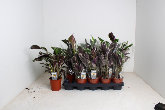 Calathea Fusion White 12Ø 40cm