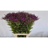 VERNONIA CRINITA
