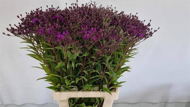 VERNONIA CRINITA