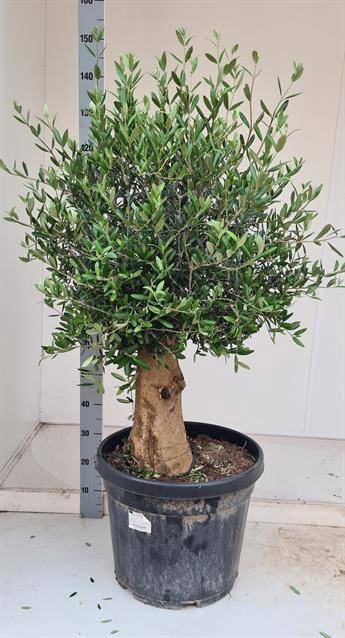 <h4>OLEA EUROPAEA</h4>
