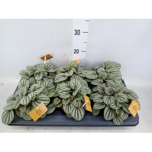 Peperomia