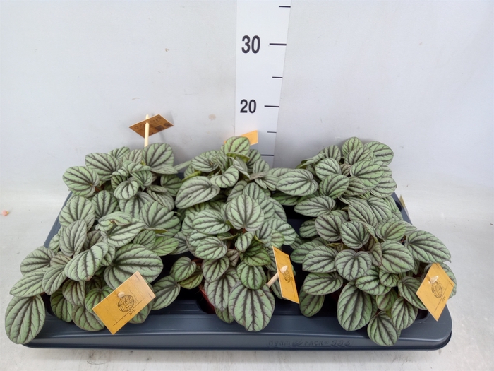 <h4>Peperomia</h4>