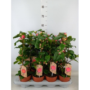 Camellia japonica 'Dr King'