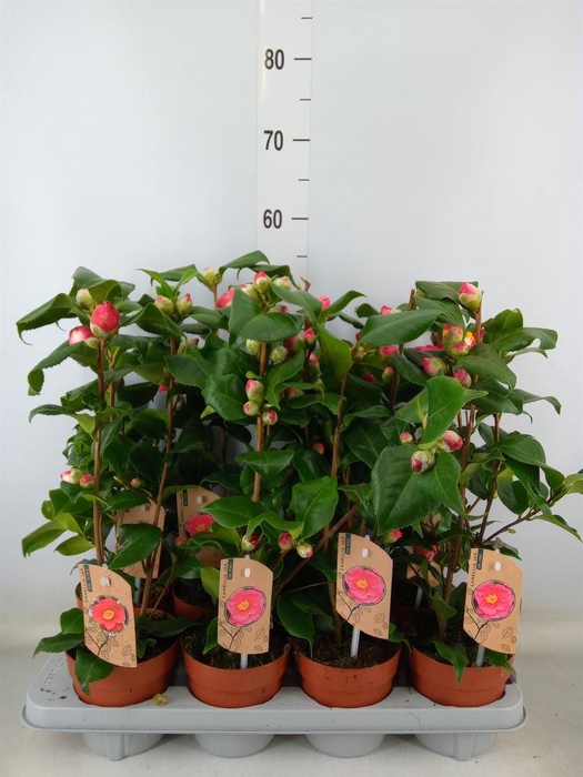 <h4>Camellia japonica 'Dr King'</h4>
