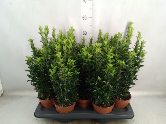 <h4>Euonymus japon. 'Green Spire'</h4>