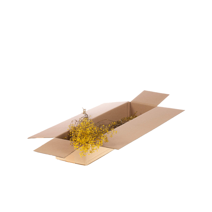 <h4>Gypsophila Sb Yellow</h4>