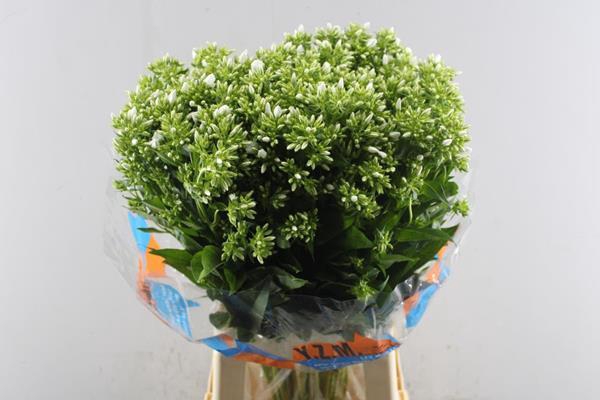 <h4>Phlox P Whitecap</h4>