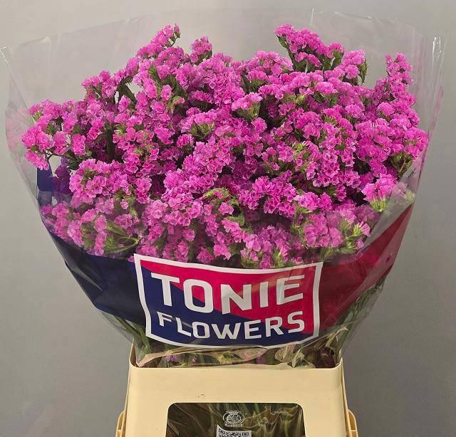 <h4>LIM S SIN ETERN PINK</h4>