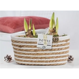 2x Hippeastrum white in P&PURE Fieldbasket 7 finished with moss