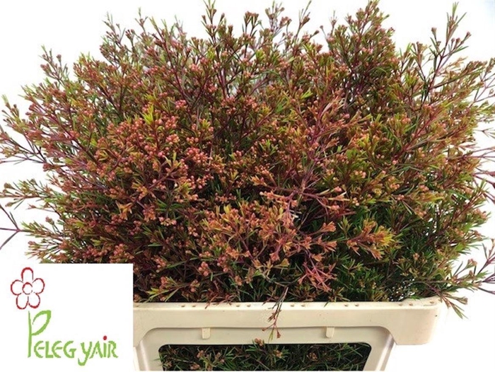 <h4>Chame Un Vega Blad</h4>