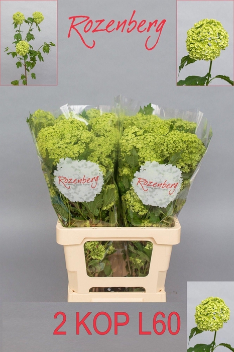 <h4>VIBURNUM ROSEUM ST</h4>