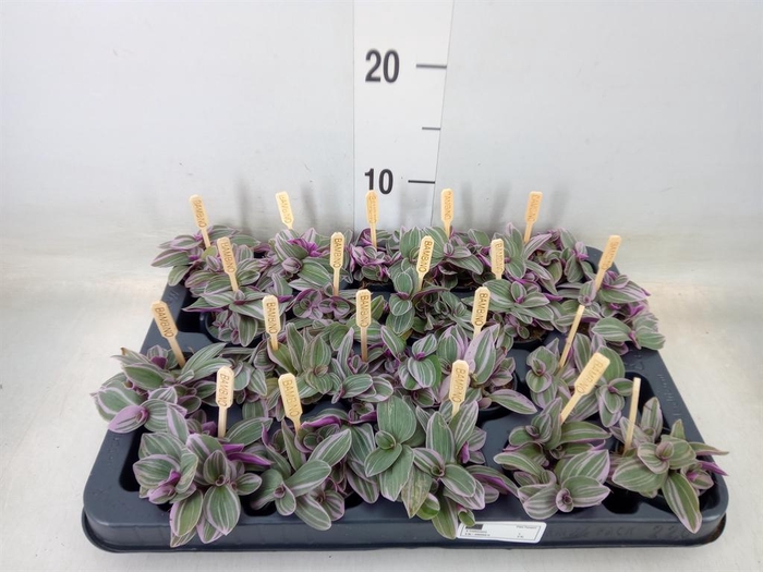 <h4>Tradescantia cerinth. 'Sweetness'</h4>