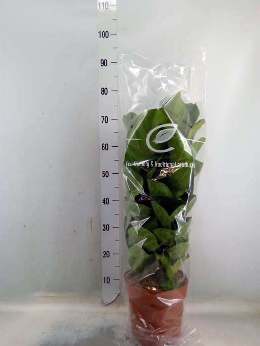 <h4>Ficus lyrata 'Bambino'</h4>