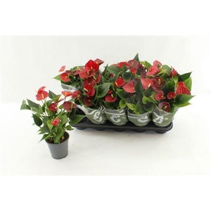 Anthu An Success Red 4-5+ Dikte 1.