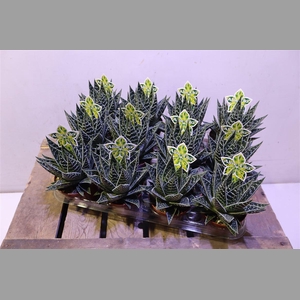 Aloe Tiki Tahi