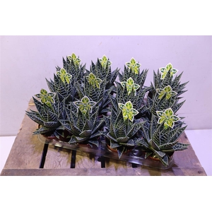 arr8 Aloe Tiki Tahi