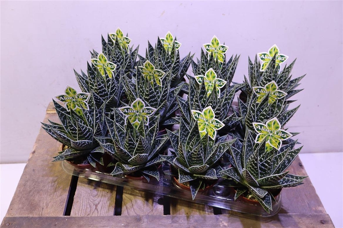 <h4>Aloe Tiki Tahi</h4>
