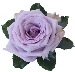 <h4>R Gr Ocean Song Lilac 40cm EC</h4>