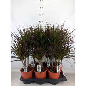 Dracaena marg. 'Magenta'