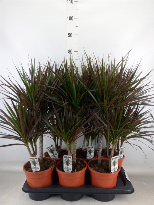 <h4>Dracaena marg. 'Magenta'</h4>