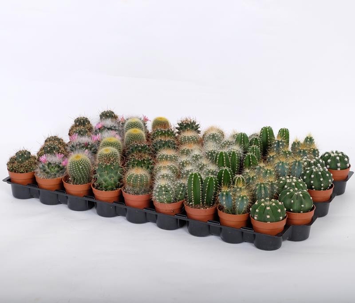 <h4>CACTACEAE P5,5</h4>