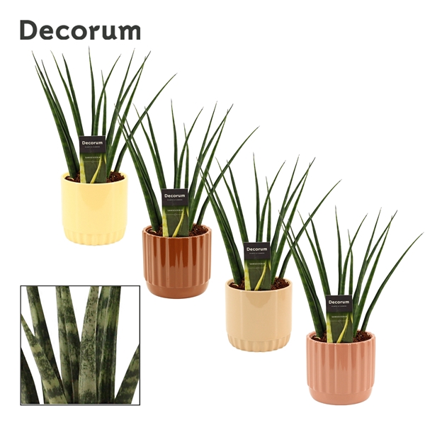 <h4>Sansevieria fernwood 12 cm in Liam (Coffee blend-collection)</h4>