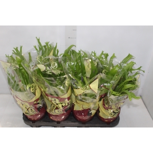 ASPLENIUM CRISSIE P14