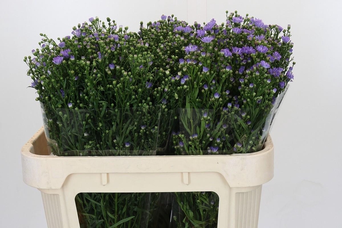 <h4>Aster Cassandra</h4>