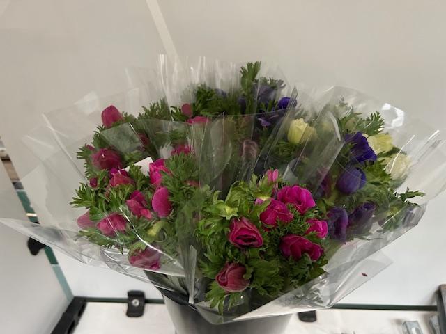 <h4>Mono Anemoon ass.</h4>