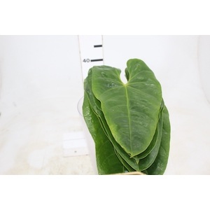 FOLHA DE ANTHURIUM