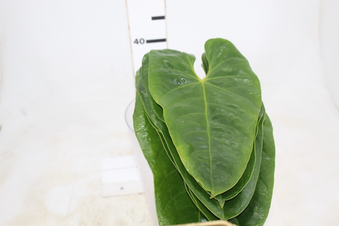 <h4>FOLHA DE ANTHURIUM</h4>