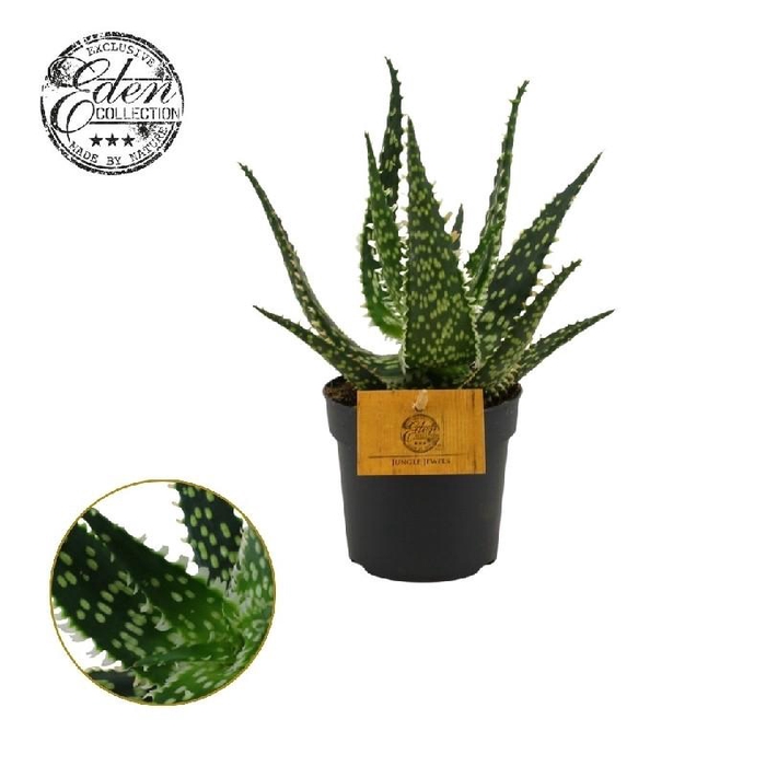 <h4>Aloe aculeata</h4>