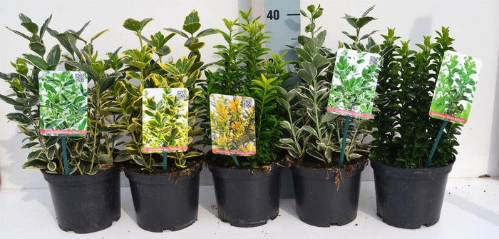 <h4>Eunymus Mix</h4>