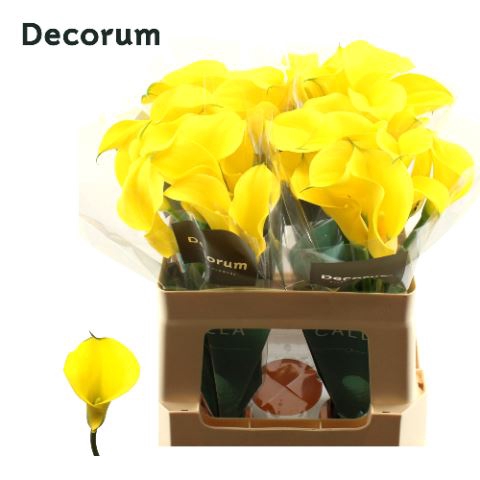 <h4>Calla Gold Medal</h4>