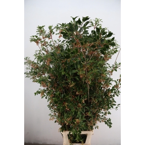ENKIANTHUS SPRAY BLOEIEND 150CM