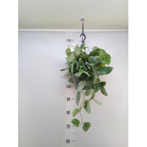 Scindapsus pictus 'Silvery Ann'