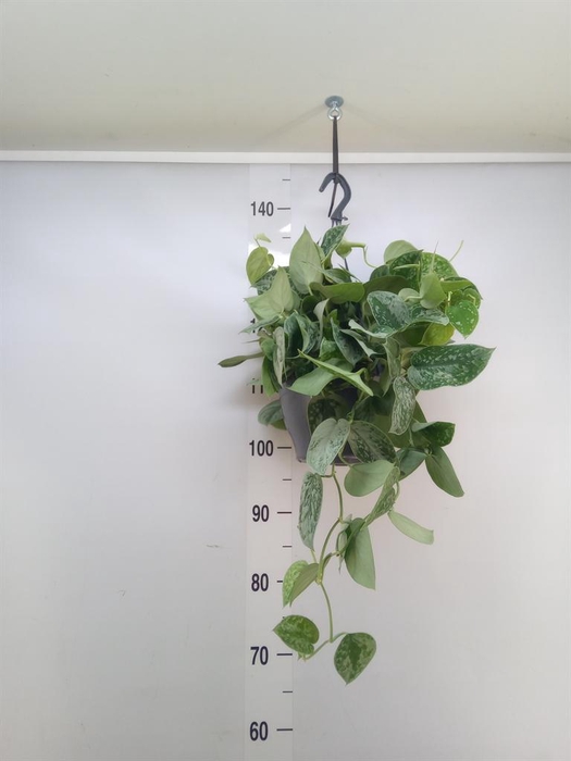 <h4>Scindapsus pictus 'Silvery Ann'</h4>