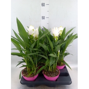 Curcuma alism. 'Siam Sisto'