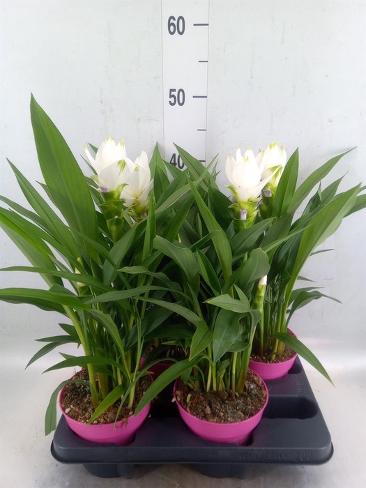 <h4>Curcuma alism. 'Siam Sisto'</h4>