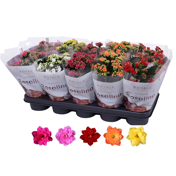 <h4>Kalanchoe Rosalina 12cm mix, Royale zonder wit</h4>