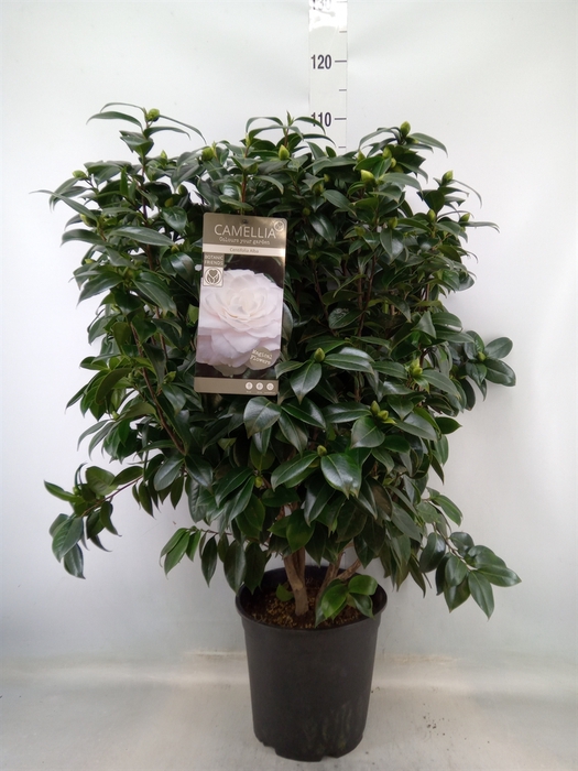 <h4>Camellia japonica</h4>