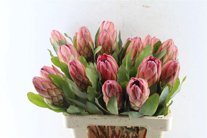 <h4>Protea Sylvia</h4>