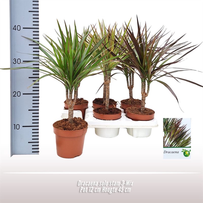 Dracaena solo stam 3-Mix