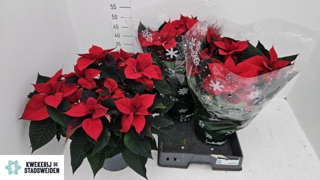 <h4>EUPHOR P CHR UNIVERS</h4>