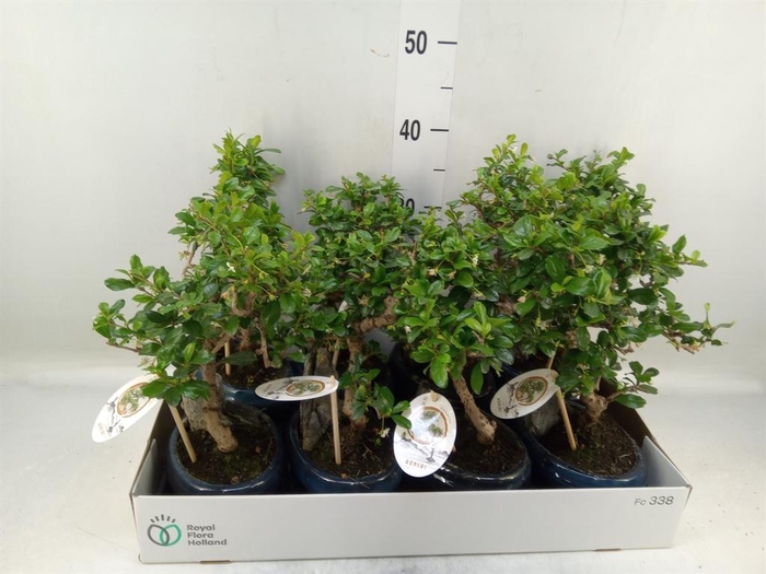 <h4>Bonsai   ...mix</h4>