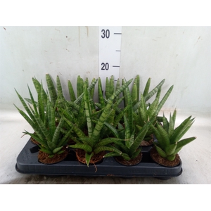 Sansevieria cyl.  ...