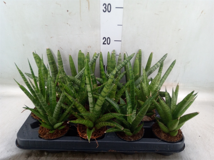 <h4>Sansevieria cyl.  ...</h4>
