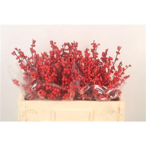Ilex Verticilata Red